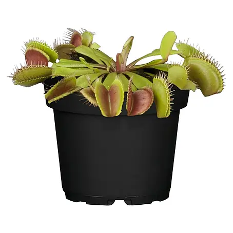 Piardino  Venusfliegenfalle