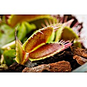 Piardino Venusfliegenfalle (Dionaea muscipula, Topfgröße: 9 cm)