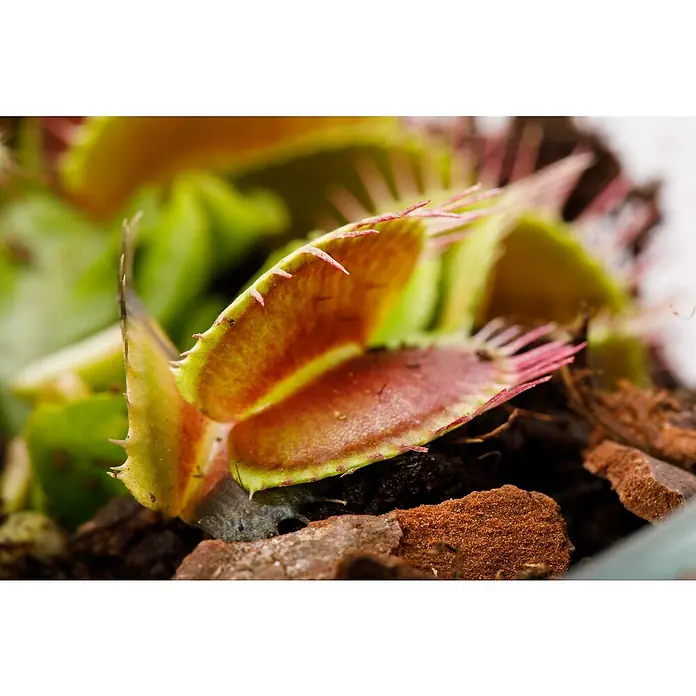 Piardino Venusfliegenfalle - Dionaea muscipula, Topfgröße: 9 cm - Nahaufnahme einer Venusfliegenfalle, die ihre Falle offenbart und die komplexe Struktur und Farbgebung der Pflanze zeigt.