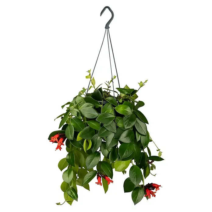 Piardino Schamblume - Aeschynanthus in verschiedenen Sorten, Topfgröße: 15 cm - Hängende Aeschynanthus-Blume im Topf mit grünen Blättern und roten Blüten, die eine üppige und natürliche Dekoration für Ihr Zuhause bietet.