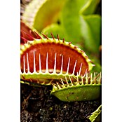 Dionaea muscipula 12