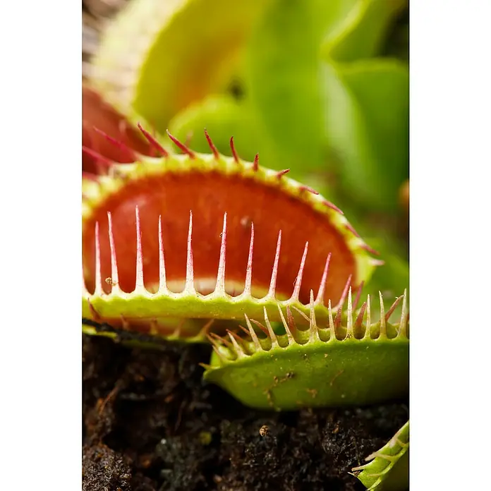 Piardino Venusfliegenfalle - Dionaea muscipula, Topfgröße: 12 cm - Nahaufnahme einer geöffneten Venusfliegenfalle, die ihre roten Fangzähne zeigt, bereit, Insekten zu fangen.
