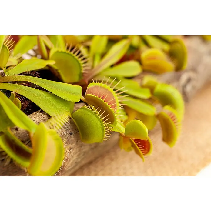 Piardino Venusfliegenfalle - Dionaea muscipula, Topfgröße: 12 cm - Nahaufnahme einer Venusfliegenfalle, einer fleischfressenden Pflanze mit geöffneten Blättern, die Insekten fängt. Die Pflanze ist grün mit rötlichen Akzenten.