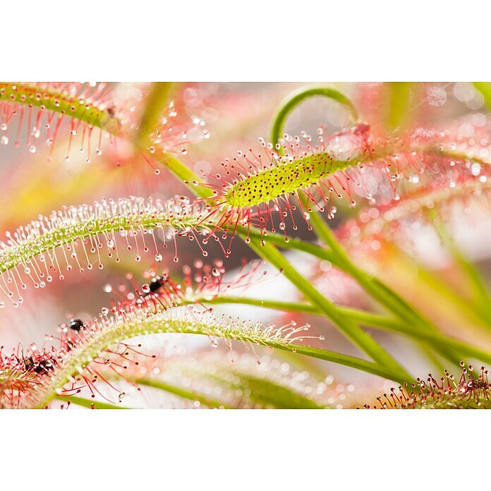 Piardino Sonnentau (Drosera binata, Topfgröße: 9 cm)