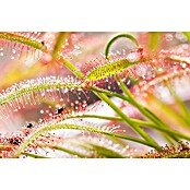 Piardino Sonnentau (Drosera binata, Topfgröße: 9 cm)