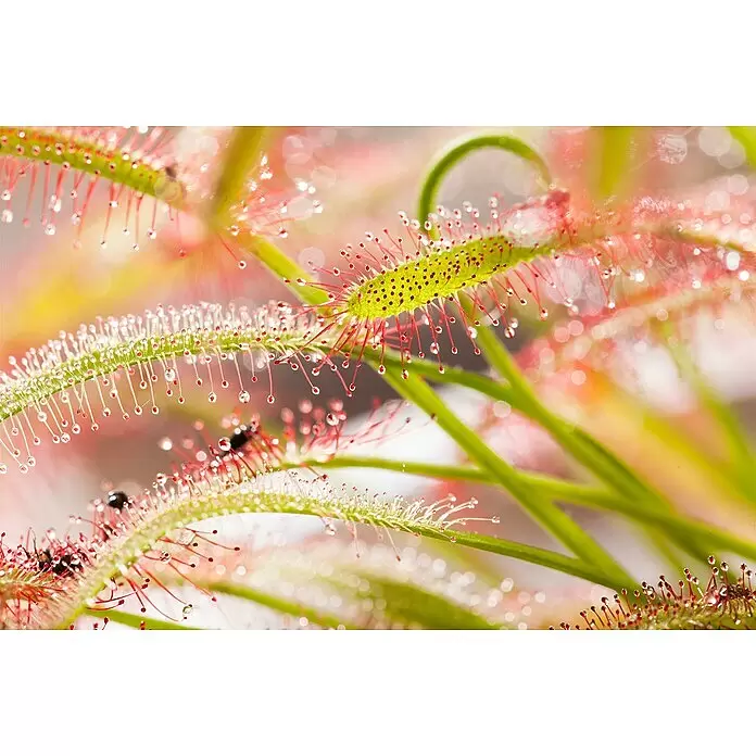 Piardino Sonnentau - Drosera binata, Topfgröße: 9 cm - Lebhaft grüne Sonnentaupflanze mit roten, tau-bedeckten klebrigen Tentakeln, die kleine Insekten fangen.