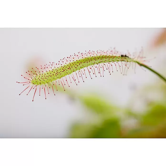 Piardino Sonnentau - Drosera binata, Topfgröße: 9 cm - Grünes Sonnentau-Blatt mit vielen roten, klebrigen, tauartigen Tentakeln zum Insektenfang.