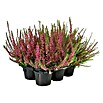 Calluna vulgaris 10 Beauty Ladies 6er 6