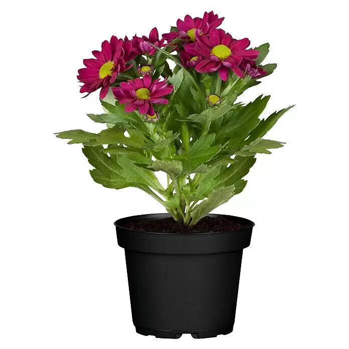 Piardino Herbst-Chrysantheme - Chrysanthemum indicum, Topfgröße: 10 cm - Vorderansicht