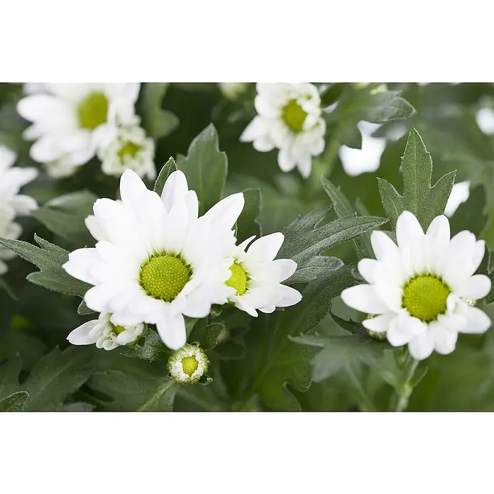 Piardino Herbst-Chrysantheme - Chrysanthemum indicum, Topfgröße: 23 cm, Zweifarbig - Nahaufnahme von weißen Chrysanthemenblüten mit hellgrünen Zentren, umgeben von dunkelgrünem Laub.