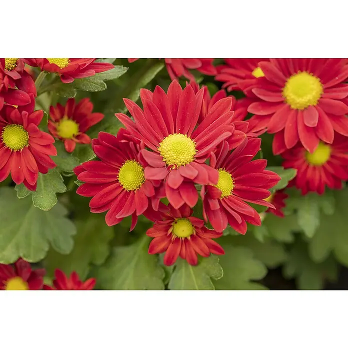 Piardino Herbst-Chrysantheme - Chrysanthemum indicum, Topfgröße: 23 cm, Zweifarbig - Nahaufnahme roter Chrysanthemen mit gelben Zentren, die die leuchtenden Farben und die filigranen Details der Blüten hervorheben.