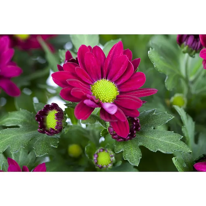 Piardino Herbst-Chrysantheme - Chrysanthemum indicum, Topfgröße: 10 cm - Nahaufnahme einer Chrysantheme in leuchtendem Magenta mit einem hellgrünen Zentrum, umgeben von grünen Blättern.