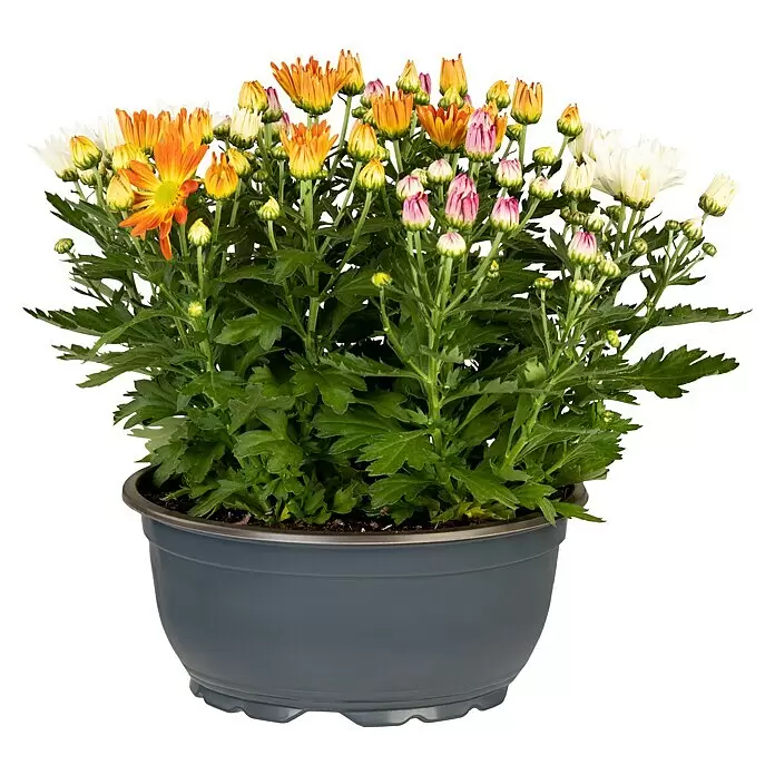 Piardino Herbst-Chrysantheme - Chrysanthemum indicum, Topfgröße: 23 cm, Zweifarbig - Topf-Chrysantheme mit orangefarbenen, gelben, rosa und weißen Blüten und Knospen in einem dunkelgrauen Topf.