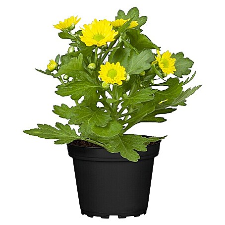 Piardino Herbst-Chrysantheme (Chrysanthemum indicum, Topfgröße: 10 cm, Sortenabhängig)