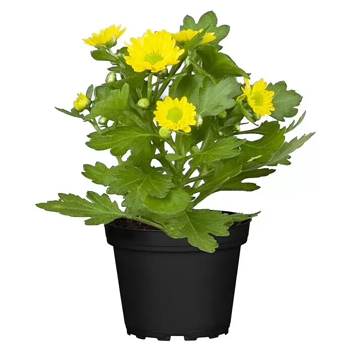 Piardino Herbst-Chrysantheme - Chrysanthemum indicum, Topfgröße: 10 cm - Vorderansicht