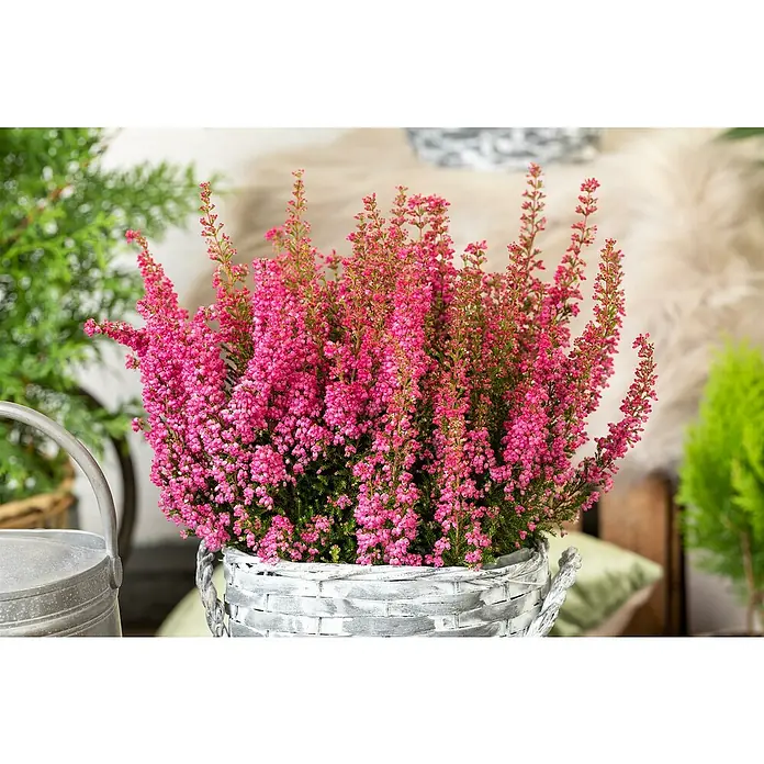 Piardino Glockenheide Mini - Erica gracilis, Topfgröße: 6 cm, Rot - Nahaufnahme einer Heidekrautpflanze mit leuchtend rosa Blüten in einem grauen Korb, die eine herbstliche und gemütliche Atmosphäre vermittelt.