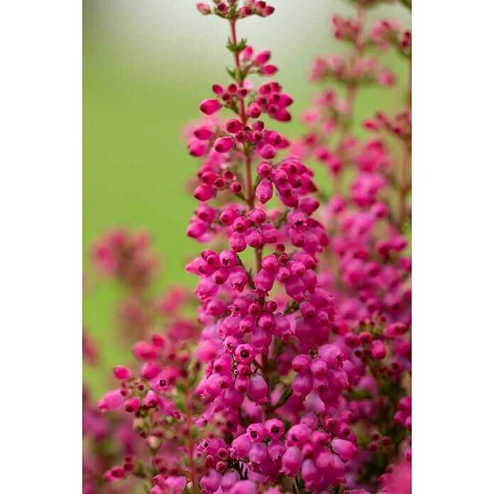 Erica gracilis 6