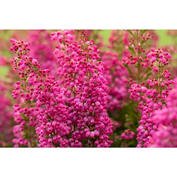 Piardino Glockenheide Mini - Erica gracilis, Topfgröße: 6 cm, Rot - Nahaufnahme von Erica-Blüten: üppige, glockenförmige, leuchtend pinkfarbene Blüten, die sich an schlanken, grünen Stielen anordnen und in voller Pracht erblühen.
