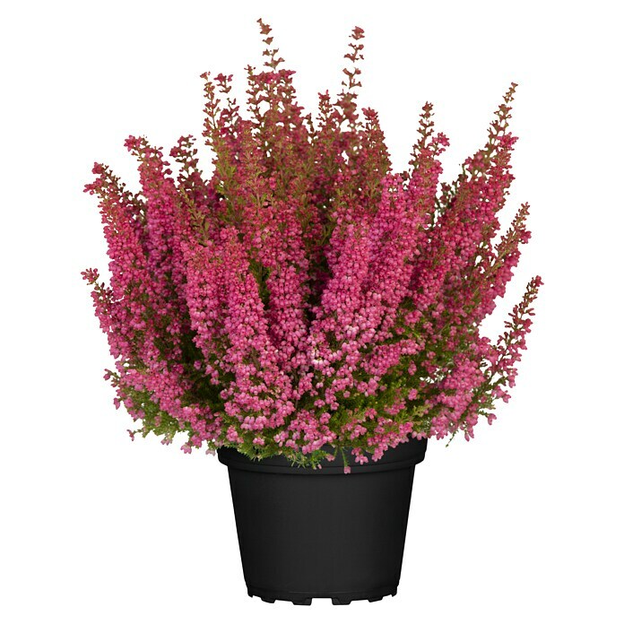 Erica gracilis 6