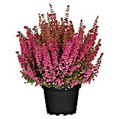 Erica gracilis 6