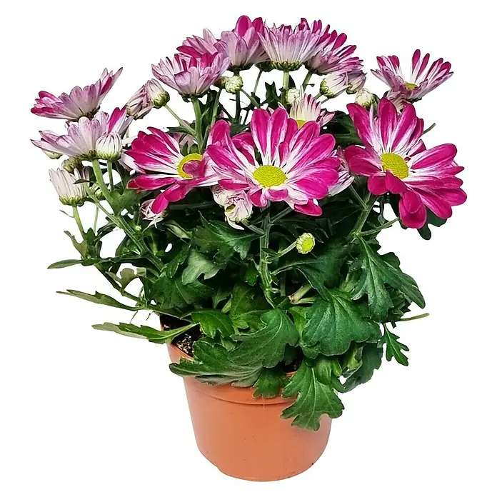 Piardino Herbst-Chrysantheme - Chrysanthemum indicum, Topfgröße: 14 cm - Nahaufnahme von Topfchrysanthemen mit violett-weissen Blütenblättern und einem gelben Zentrum in einem Terrakotta-Topf.