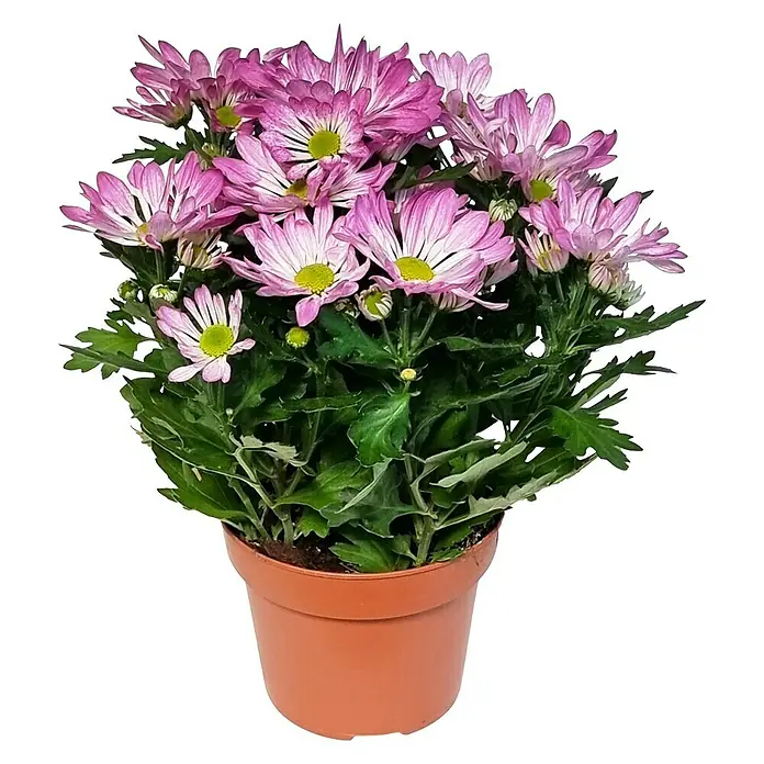 Piardino Herbst-Chrysantheme - Chrysanthemum indicum, Topfgröße: 14 cm - Topfansicht einer rosa blühenden Chrysantheme in einem Terrakotta-Topf, die ihre Schönheit und Lebendigkeit zeigt.