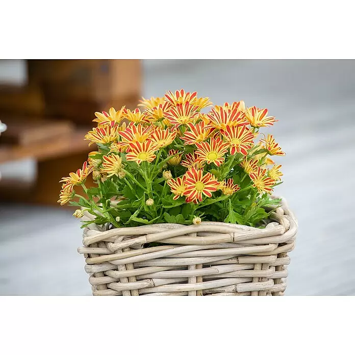 Piardino Herbst-Chrysantheme - Chrysanthemum indicum, Topfgröße: 14 cm - Detailaufnahme