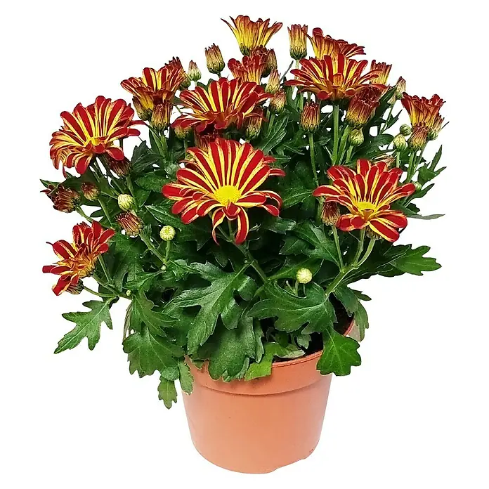 Piardino Herbst-Chrysantheme - Chrysanthemum indicum, Topfgröße: 14 cm - Farbenprächtige Chrysantheme in einem Terrakotta-Topf. Die roten und gelben Blütenblätter bringen Farbe in jeden Raum und sind ein echter Hingucker.
