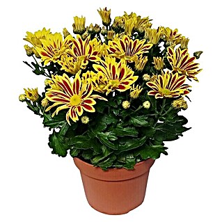 Piardino Herbst-Chrysantheme (Chrysanthemum indicum, Topfgröße: 14 cm, Sortenabhängig)
