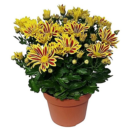 Piardino Herbst-Chrysantheme Sonderfarben 5er Tuff (Chrysanthemum indicum, Topfgröße: 14 cm, Sortenabhängig)