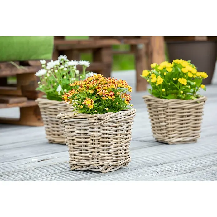 Piardino Herbst-Chrysantheme - Chrysanthemum indicum, Topfgröße: 14 cm - Nahaufnahme von drei geflochtenen Übertöpfen mit bunten Herbstchrysanthemen auf einer Terrasse, die eine warme und einladende Atmosphäre schaffen.