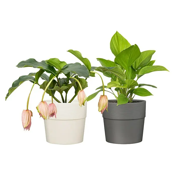 Scheurich Groove Übertopf rund - Außenmaß (Ø x H): 28,5 x 26 cm, Anthrazit, Kunststoff - Zwei Medinilla-Magnifica-Pflanzen in Töpfen. Eine in einem weißen Topf und eine in einem grauen Topf, beide auf einem schwarzen Hintergrund.