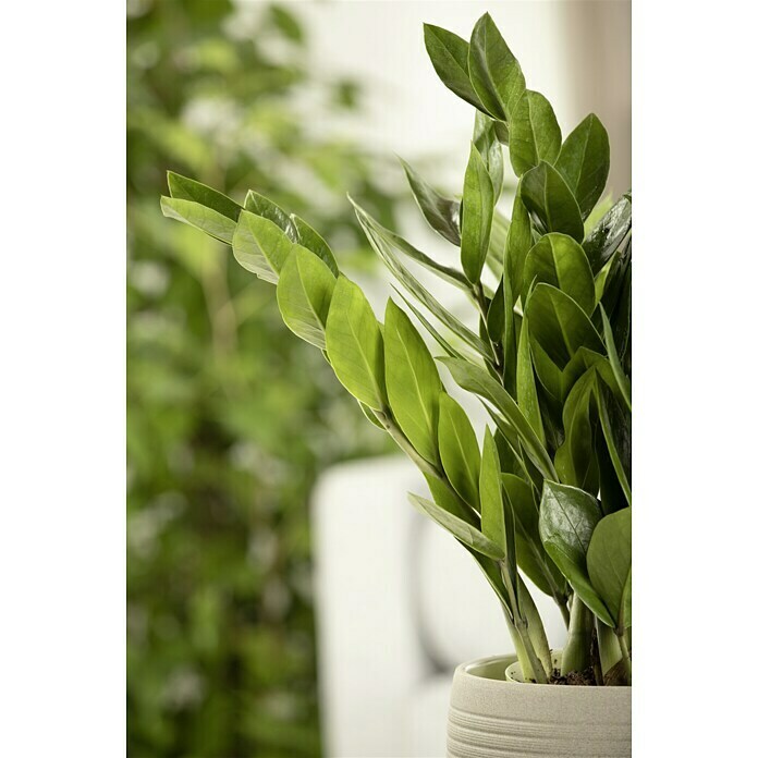 Piardino GlücksfederZamioculcas zamiifolia, Topfgröße: 14 cm Detail Shot