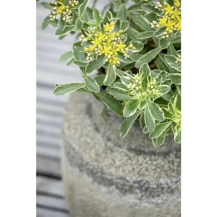 Piardino Garten-Fettblatt - Sedum kamtschaticum, Topfgröße: 13 cm, Gelb - Nahaufnahme einer Fetthenne 'Sunsparkler Lime Twister' in einem dekorativen Topf. Die Pflanze besticht durch gelbe Blüten und grün-weiß panaschierte Blätter.