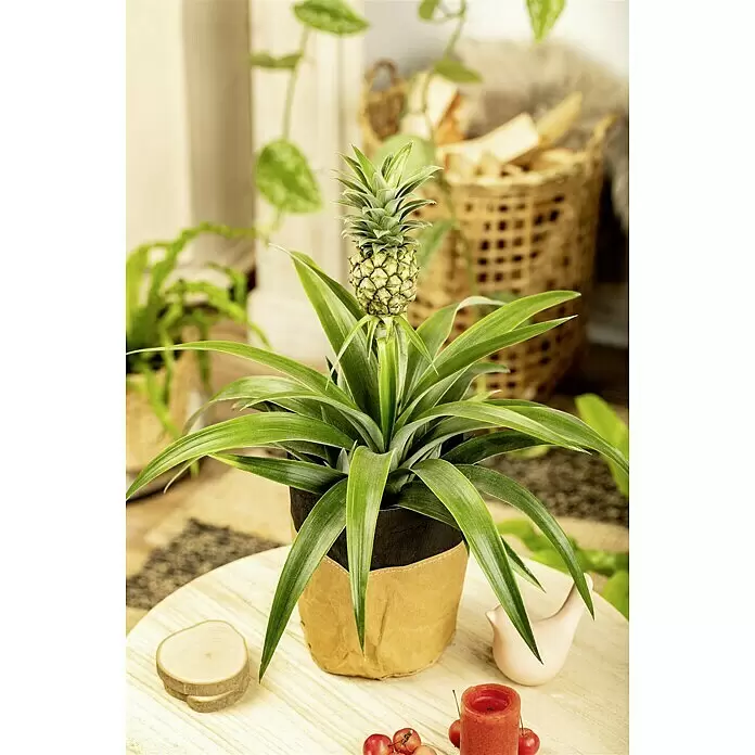 Piardino Ananas Compacta in Keramik - Ananas comosus 'Compacta', Topfgröße: 15 cm - Stimmungsaufnahme