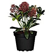 Skimmia 13 Rubella 3bis 5 Dolden