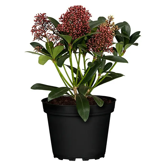 Piardino Japanische Blütenskimmie - Skimmia japonica 'Rubella', Topfgröße: 13 cm, Rot - Skimmie im schwarzen Topf. Die Pflanze hat rote Blütenstände und grüne Blätter.