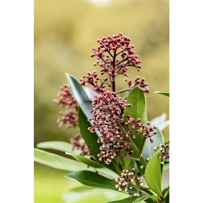 Piardino Japanische Blütenskimmie - Skimmia japonica 'Rubella', Topfgröße: 10 cm, Rot - Nahaufnahme einer blühenden Skimmie mit grünen Blättern und rosa Blütenknospen im Garten.