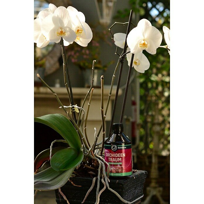 Biotaurus Pflanzenaktivator Orchideentraum500 ml Mood Shot