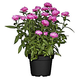 Piardino Glattblatt-Aster