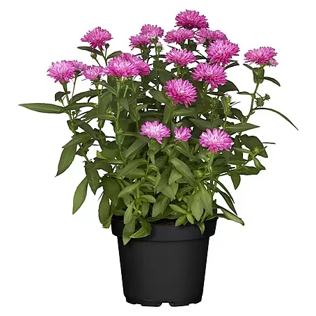 Piardino  Glattblatt-Aster