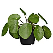 Piardino Kanonierblume Glückstaler (Pilea peperomioides, Topfgröße: 15 cm, Dunkelgrün) | BAUHAUS