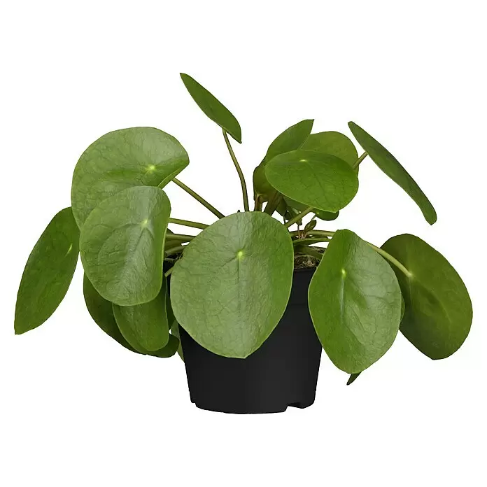 Piardino Kanonierblume GlückstalerPilea peperomioides, Topfgröße: 15 cm, Dunkelgrün