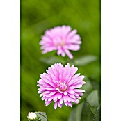 Piardino Glattblatt-Aster (Aster novi-belgii, rosa, Rosa) | BAUHAUS