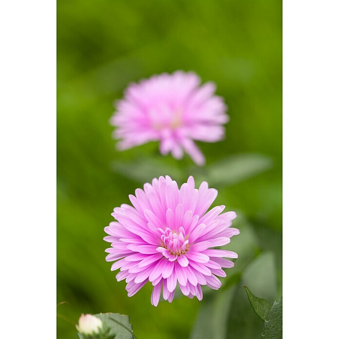 Piardino Glattblatt-AsterAster novi-belgii, rosa, Rosa Detail Shot