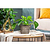 Piardino Kanonierblume Glückstaler (Pilea peperomioides, Topfgröße: 15 cm, Dunkelgrün) | BAUHAUS