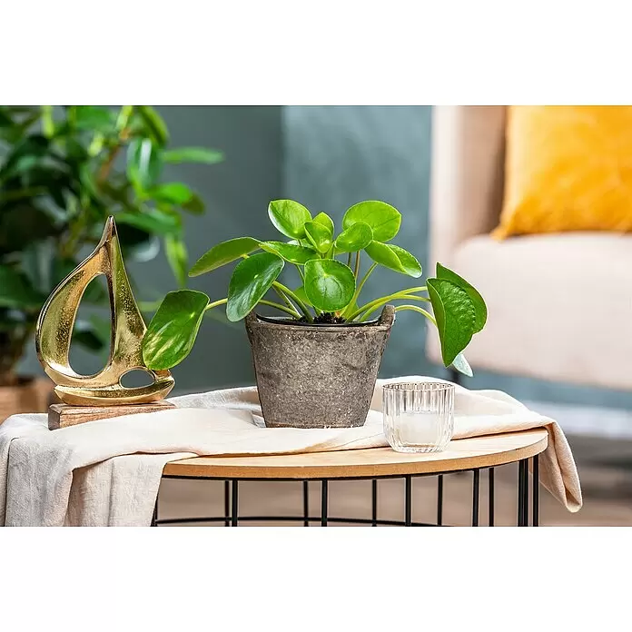 Piardino Kanonierblume GlückstalerPilea peperomioides, Topfgröße: 15 cm, Dunkelgrün