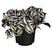 Piardino Zebrakraut (Tradescantia zebrina, Topfgröße: 15 cm, Grün-Weiß) | BAUHAUS