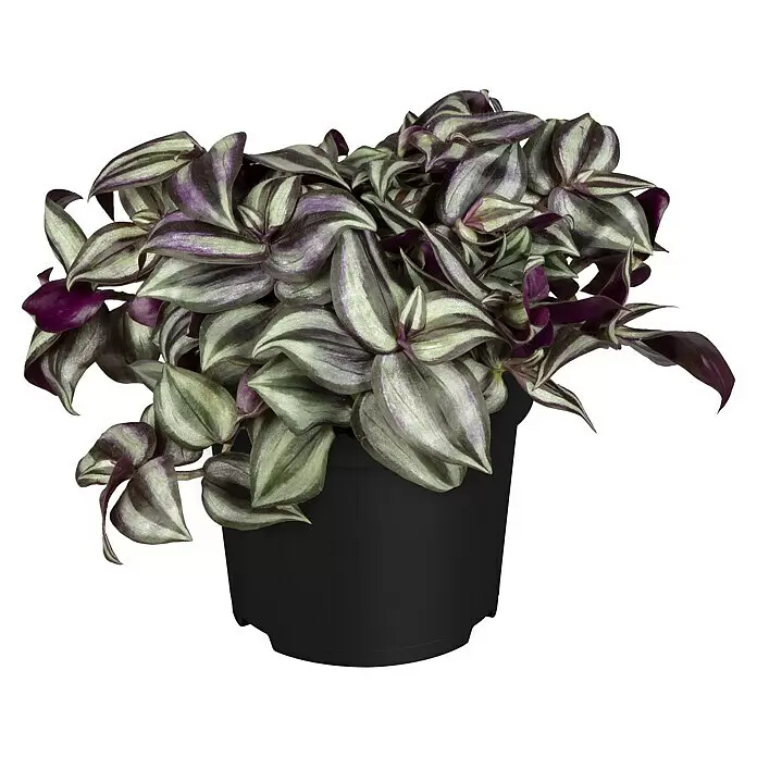 Piardino ZebrakrautTradescantia zebrina, Topfgröße: 15 cm, Grün-Weiß