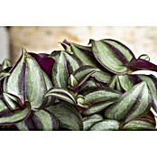 Piardino Zebrakraut (Tradescantia zebrina, Topfgröße: 15 cm, Grün-Weiß) | BAUHAUS